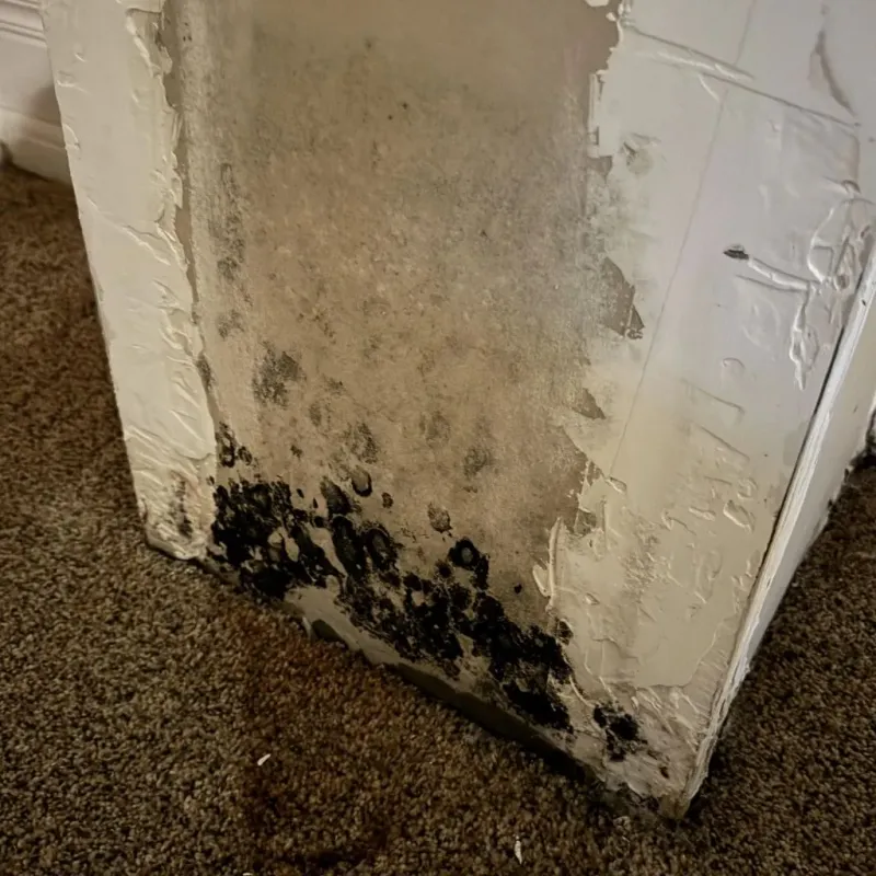 Professional Mold Removal in Sallisaw, OK